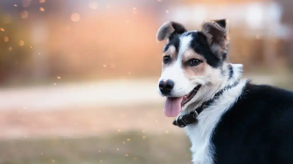 happy dog looking out into field at sandy hill daycare